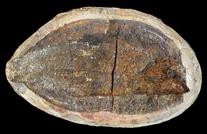 Triassic Fossil Fish (Boreosomus) In Nodule - Madagascar #53655